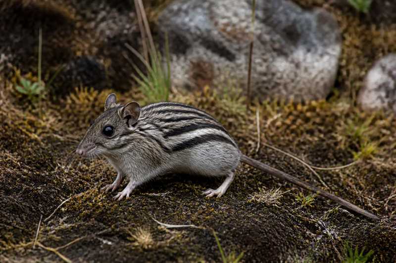Image of a Moon Mountains Striped Mouse in its natural habitat