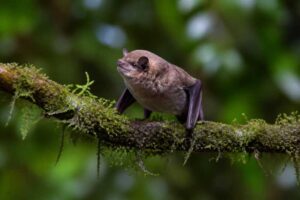 Image of a Moss-forest Blossom Bat in its natural habitat