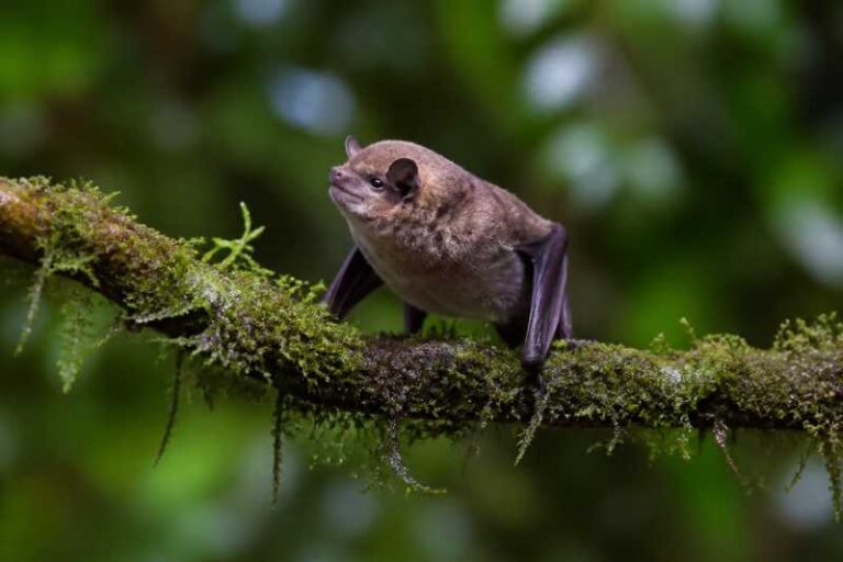 Image of a Moss-forest Blossom Bat in its natural habitat