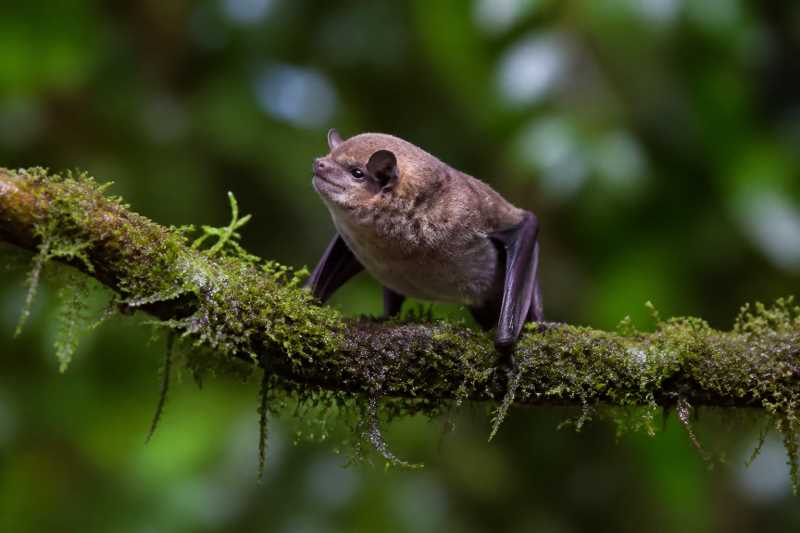 Image of a Moss-forest Blossom Bat in its natural habitat