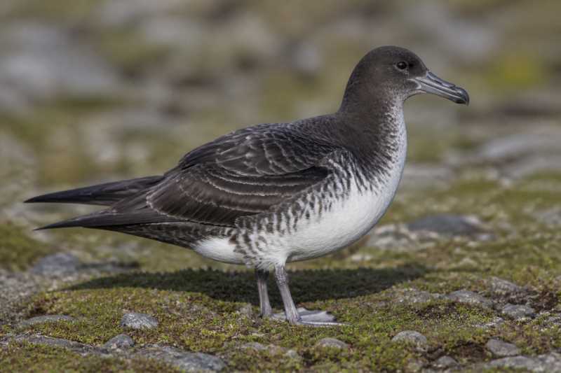 Image of a Mottled Petrel in its natural habitat