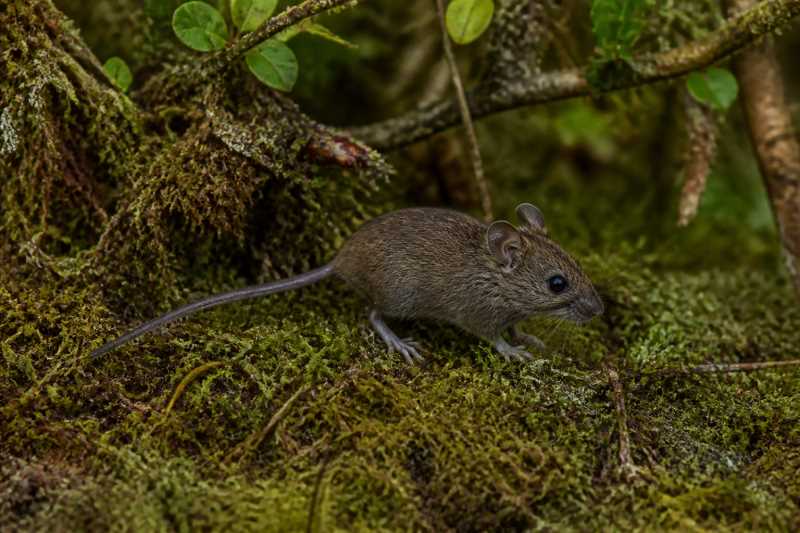 Image of a Mount Anacuao Tree Mouse in its natural habitat