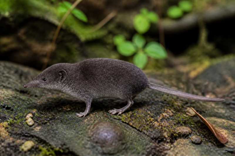 Image of a Mount Korinchi White-toothed Shrew in its natural habitat