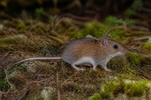 Image of a Mount Mingan Forest Mouse in its natural habitat