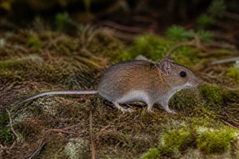 Image of a Mount Mingan Forest Mouse in its natural habitat