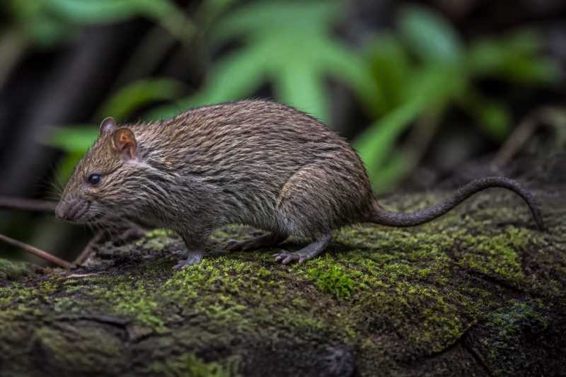 Image of a Mount Oku Brush-furred Rat in its natural habitat