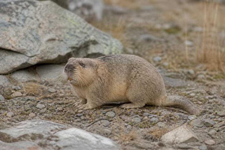Image of a Mountain Beaver in its natural habitat