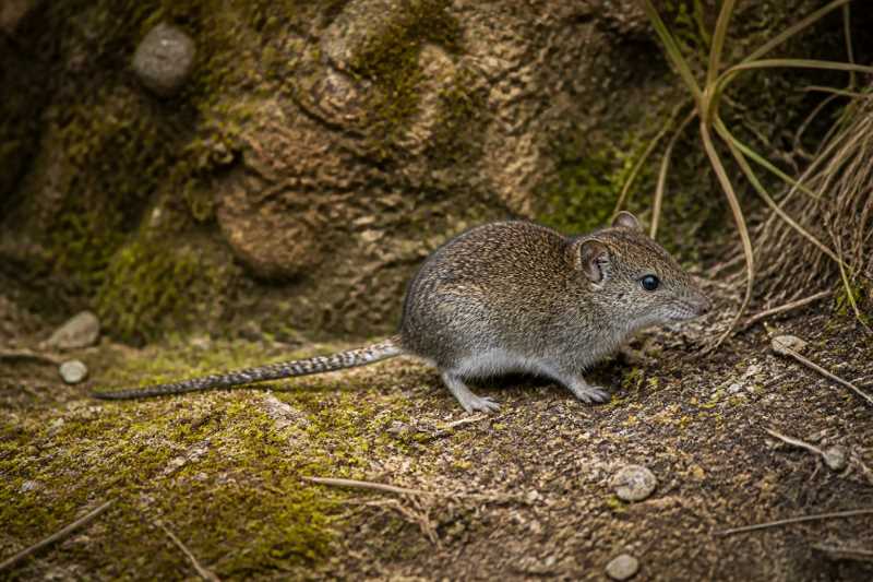 Image of a Mountain Mosaic-tailed Rat in its natural habitat