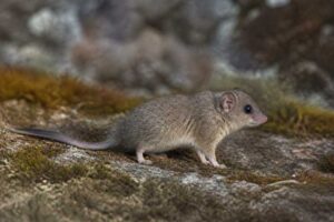 Image of a Mountain Pygmy Possum in its natural habitat
