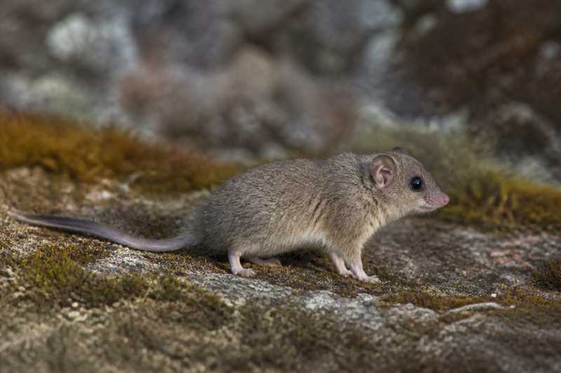 Image of a Mountain Pygmy Possum in its natural habitat