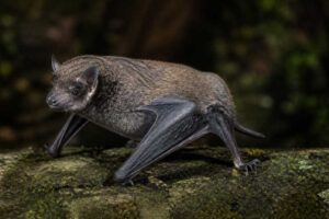 Image of a Moupin Broad-muzzled Bat in its natural habitat