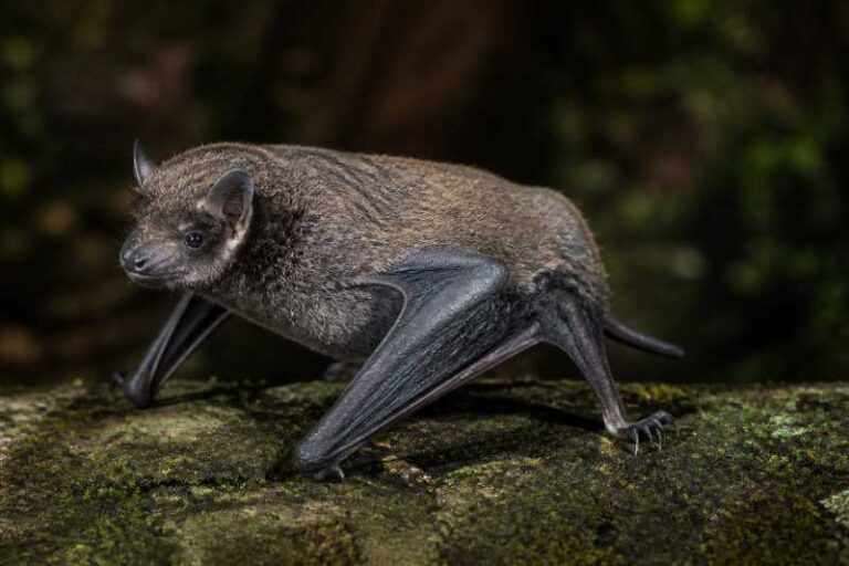 Image of a Moupin Broad-muzzled Bat in its natural habitat