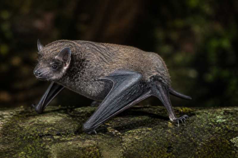 Image of a Moupin Broad-muzzled Bat in its natural habitat