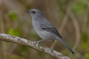 Image of a Mouse-colored Antshrike in its natural habitat