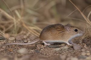 Image of a Musser's Harvest Mouse in its natural habitat