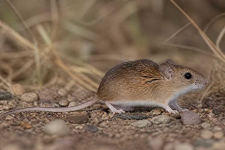 Image of a Musser's Harvest Mouse in its natural habitat