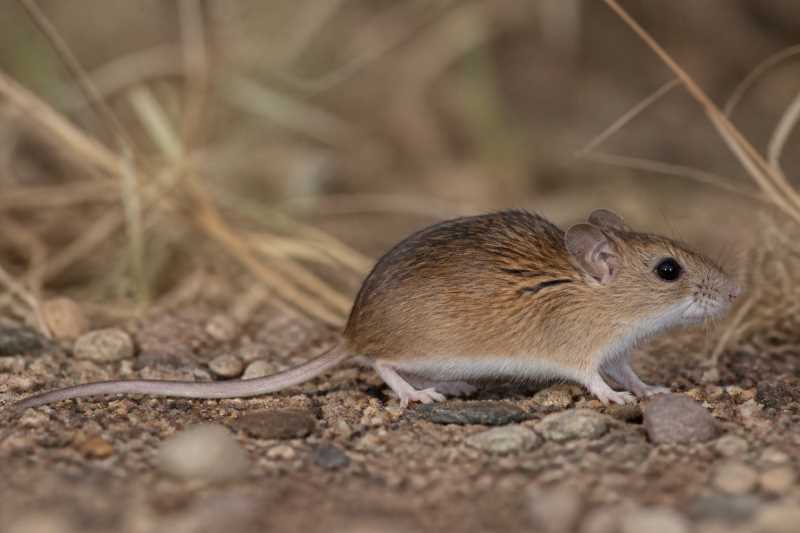 Image of a Musser's Harvest Mouse in its natural habitat