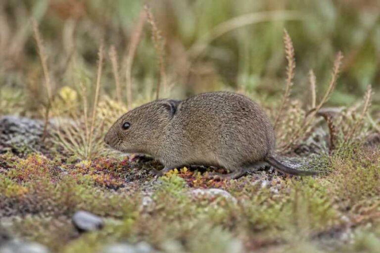 Image of a Namchabarwa Mountain Vole in its natural habitat