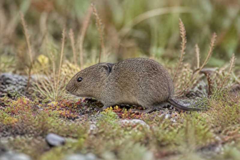 Image of a Namchabarwa Mountain Vole in its natural habitat