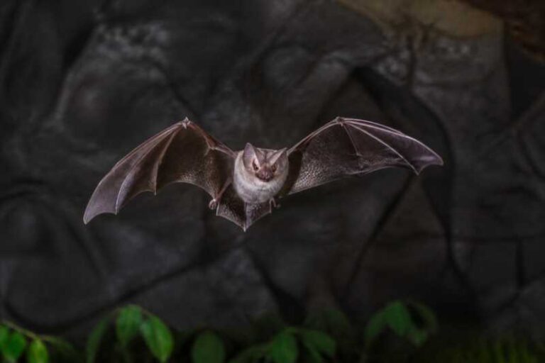 Chiew Kwee's Horseshoe Bat: Unique Echolocator