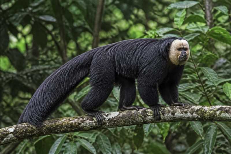 Image of a Napo Saki in its natural habitat