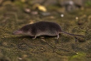 Image of a Narcondam White-toothed Shrew in its natural habitat