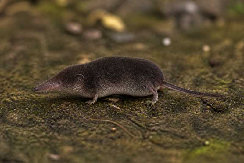 Image of a Narcondam White-toothed Shrew in its natural habitat