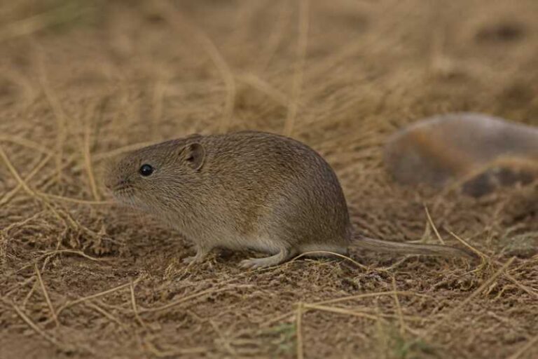Image of a Narrow-headed Vole in its natural habitat