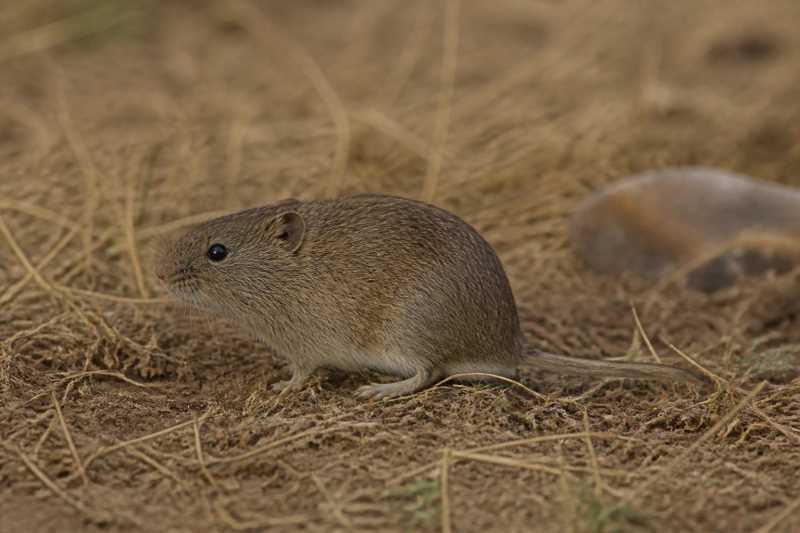 Image of a Narrow-headed Vole in its natural habitat