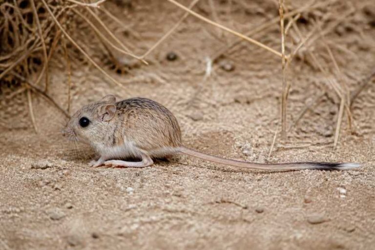 Image of a Narrow-skulled Pocket Mouse in its natural habitat