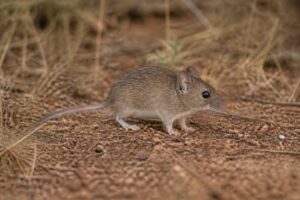 Image of a Neave's Mouse in its natural habitat