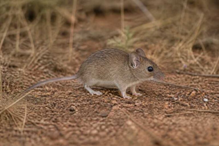 Image of a Neave's Mouse in its natural habitat