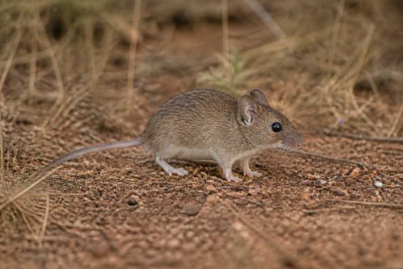 Image of a Neave's Mouse in its natural habitat