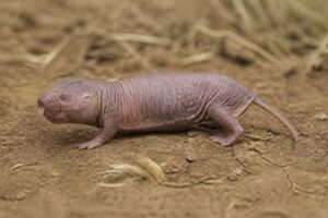 Image of a Nehring's Blind Mole-rat in its natural habitat