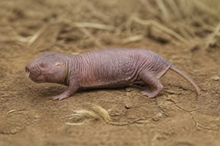 Image of a Nehring's Blind Mole-rat in its natural habitat