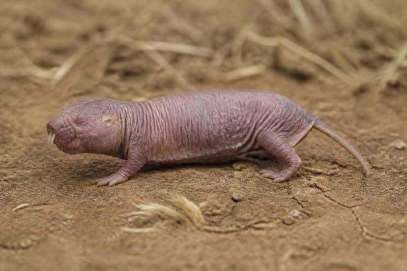 Image of a Nehring's Blind Mole-rat in its natural habitat
