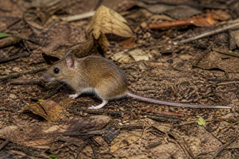 Image of a Neisi Forest Mouse in its natural habitat