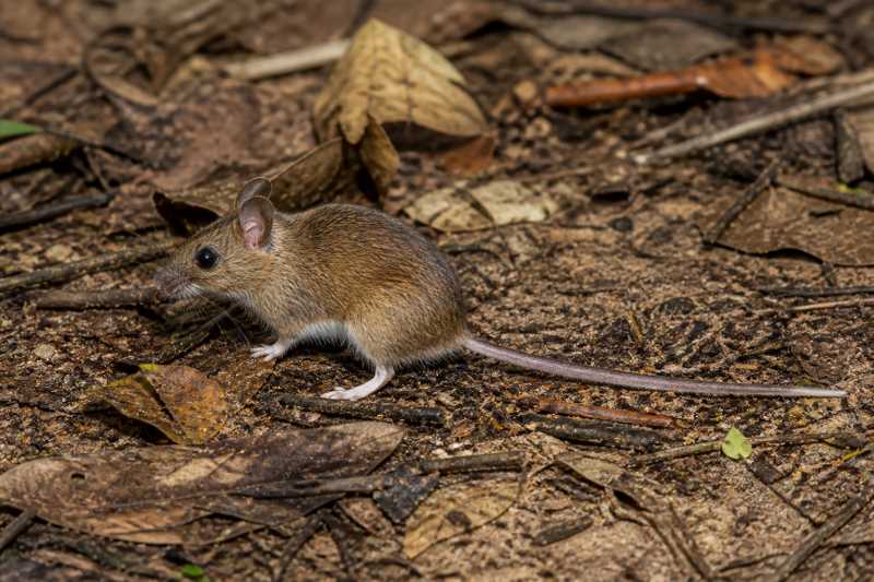 Image of a Neisi Forest Mouse in its natural habitat