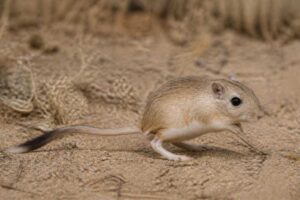 Image of a Nelson's Kangaroo Rat in its natural habitat