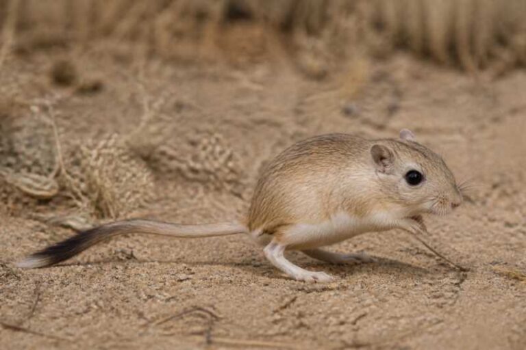 Image of a Nelson's Kangaroo Rat in its natural habitat