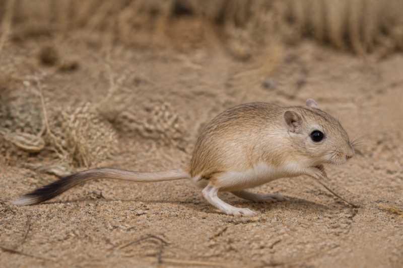 Image of a Nelson's Kangaroo Rat in its natural habitat