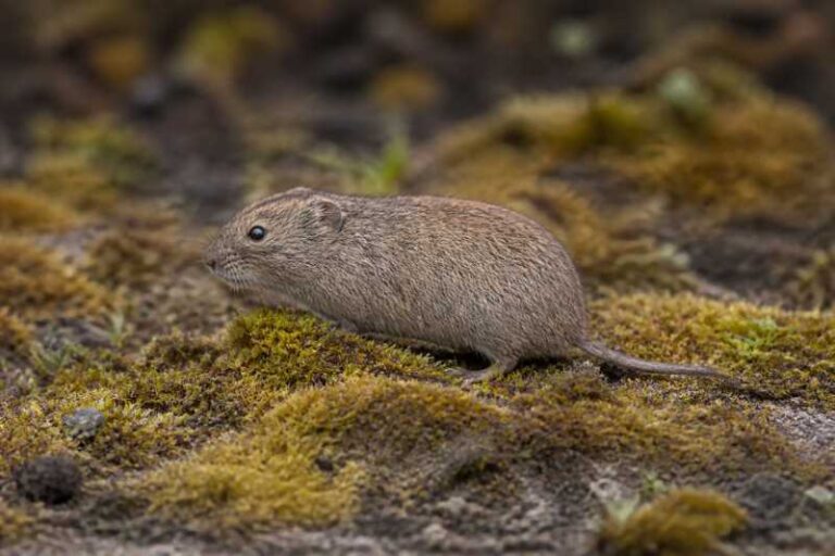 Image of a Nepalese Mountain Vole in its natural habitat