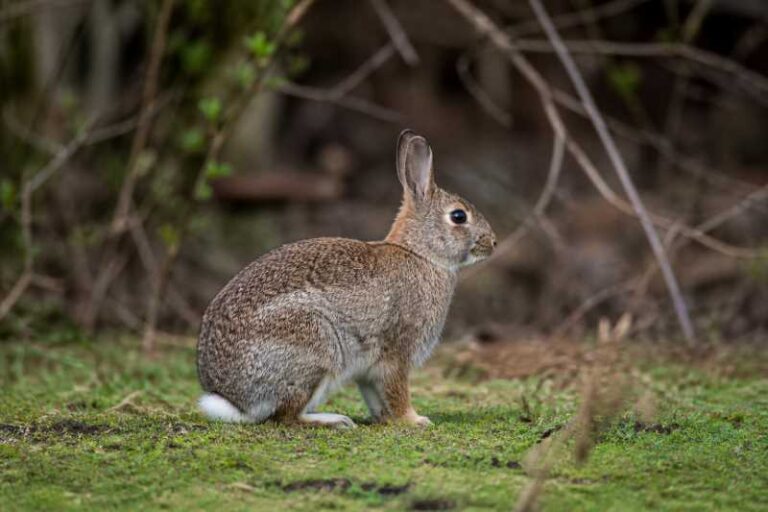 Image of a New England Cottontail in its natural habitat