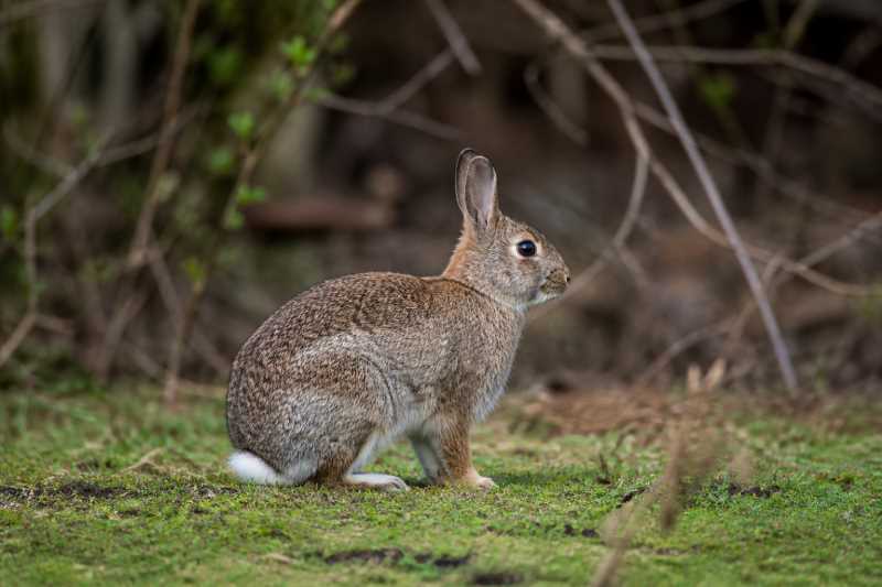 Image of a New England Cottontail in its natural habitat