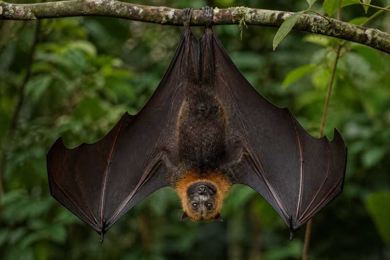 Image of a New Georgia Monkey-faced Fruit Bat in its natural habitat