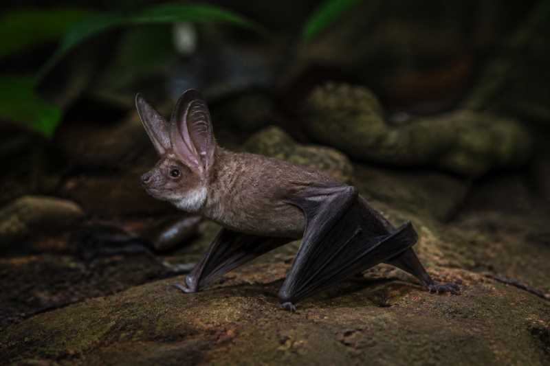 Image of a New Guinea Big-eared Bat in its natural habitat