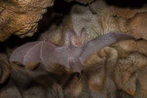Image of a New Guinea Broad-eared Horseshoe Bat in its natural habitat