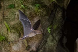 Image of a New Guinea Free-tailed Bat in its natural habitat