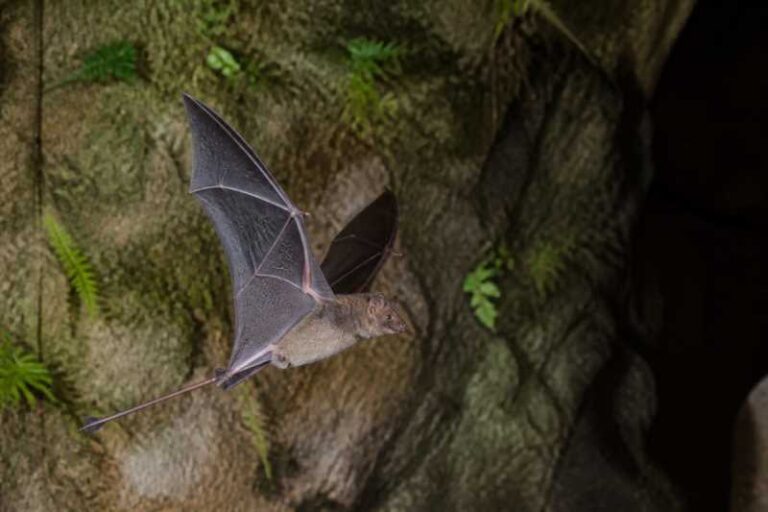 Image of a New Guinea Free-tailed Bat in its natural habitat