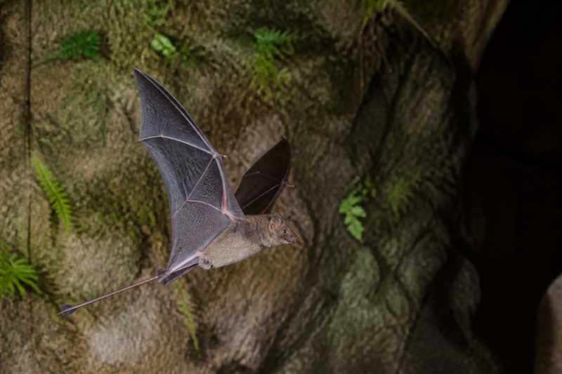 Image of a New Guinea Free-tailed Bat in its natural habitat